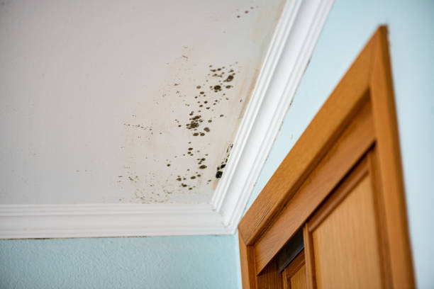 Best Emergency Mold Remediation  in Sisco Heights, WA